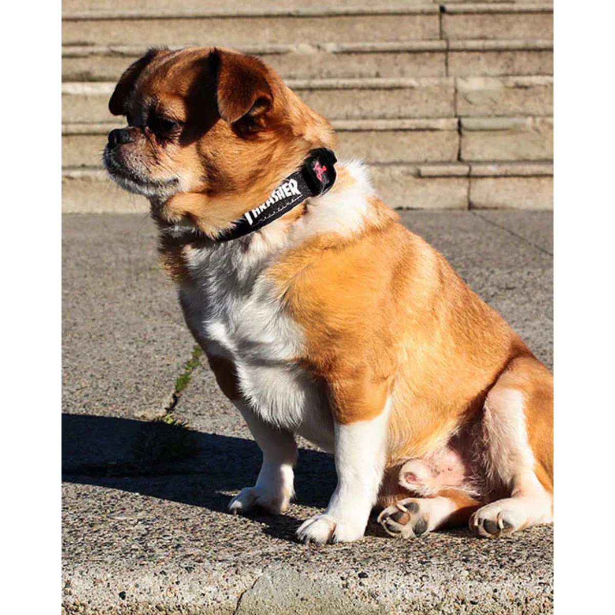THRASHER DOG COLLAR スラッシャー 犬用首輪