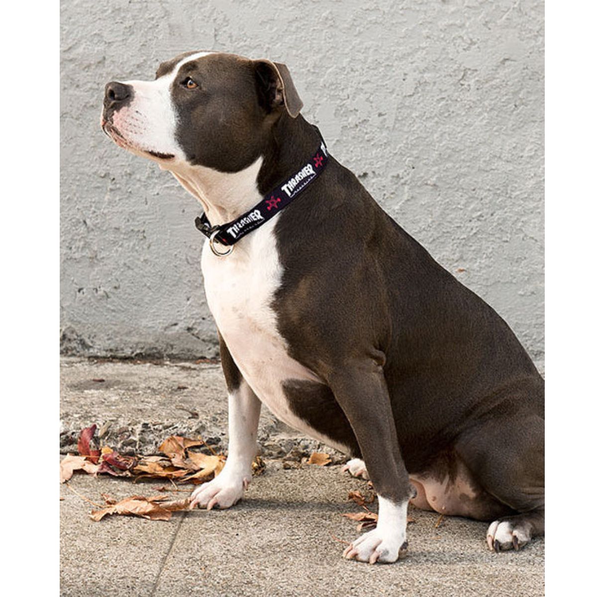 THRASHER DOG COLLAR スラッシャー 犬用首輪
