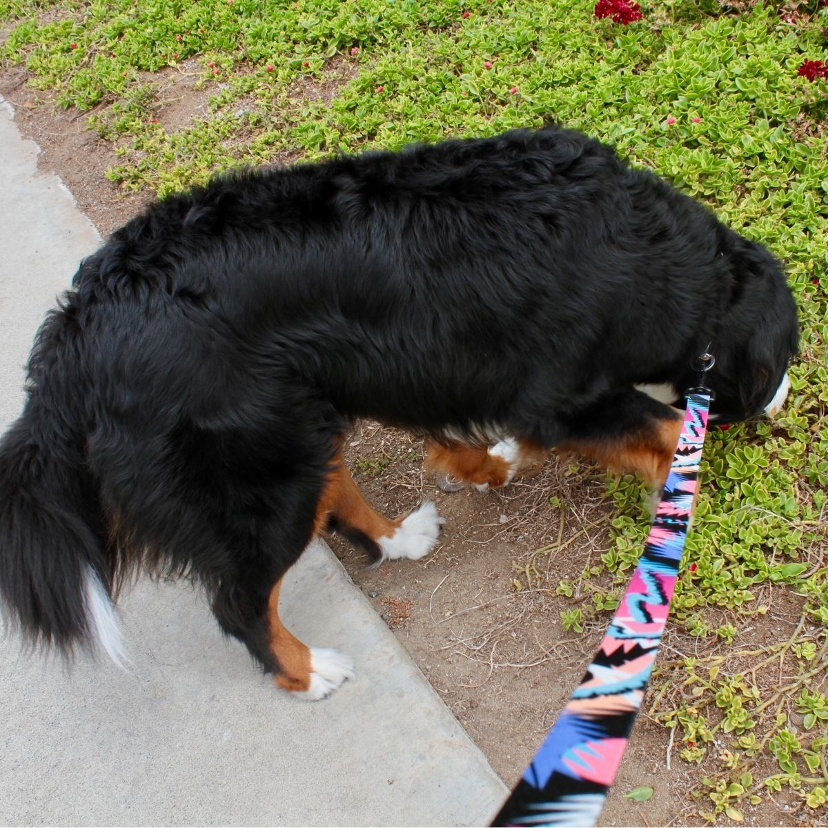 犬用リード リーズドッグサプライ(全24種類)/Leeds Dog Supply LEAD