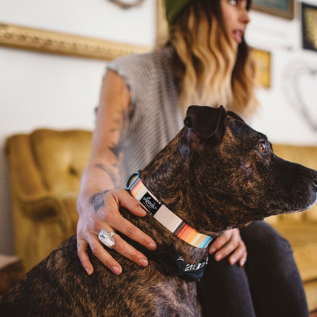 犬用首輪 リーズドッグサプライ(全21種類)/Leeds Dog Supply COLLAR