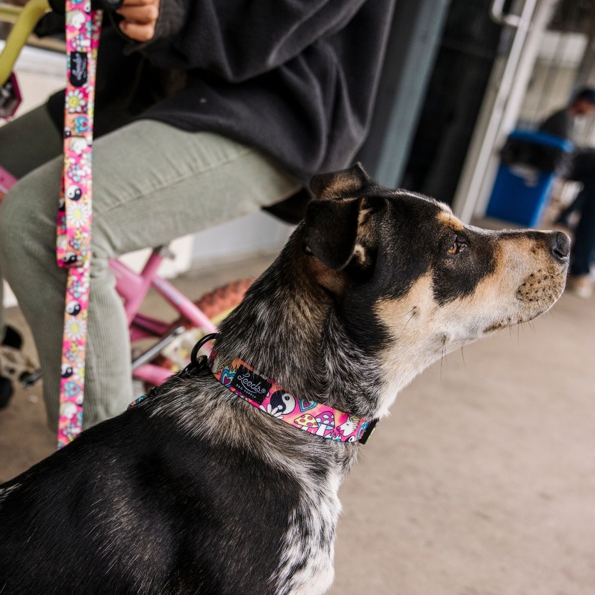 犬用首輪 リーズドッグサプライ(全21種類)/Leeds Dog Supply COLLAR