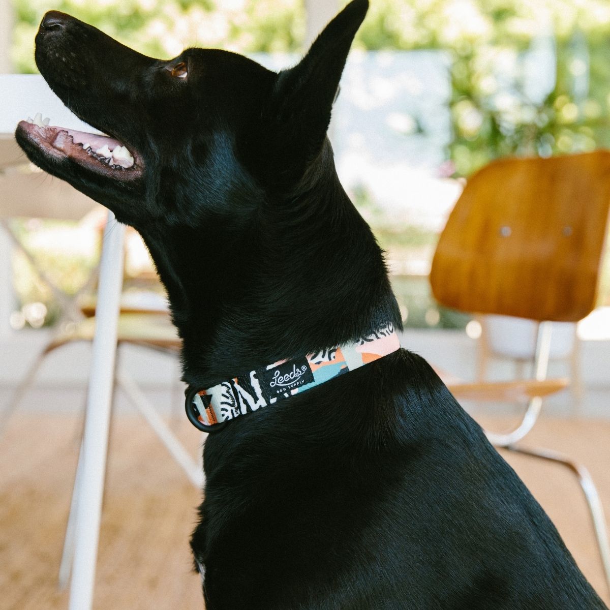 犬用首輪 リーズドッグサプライ(全21種類)/Leeds Dog Supply COLLAR