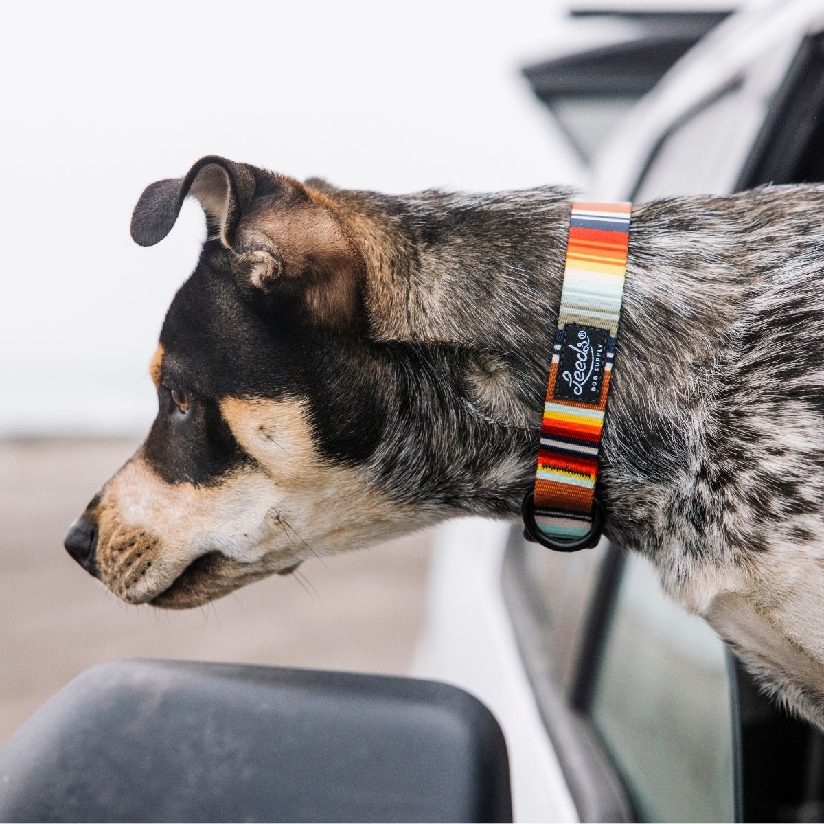 犬用首輪 リーズドッグサプライ(全21種類)/Leeds Dog Supply COLLAR