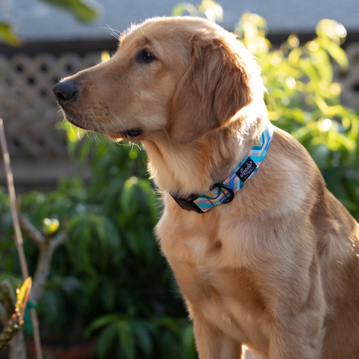 犬用首輪 リーズドッグサプライ(全21種類)/Leeds Dog Supply COLLAR