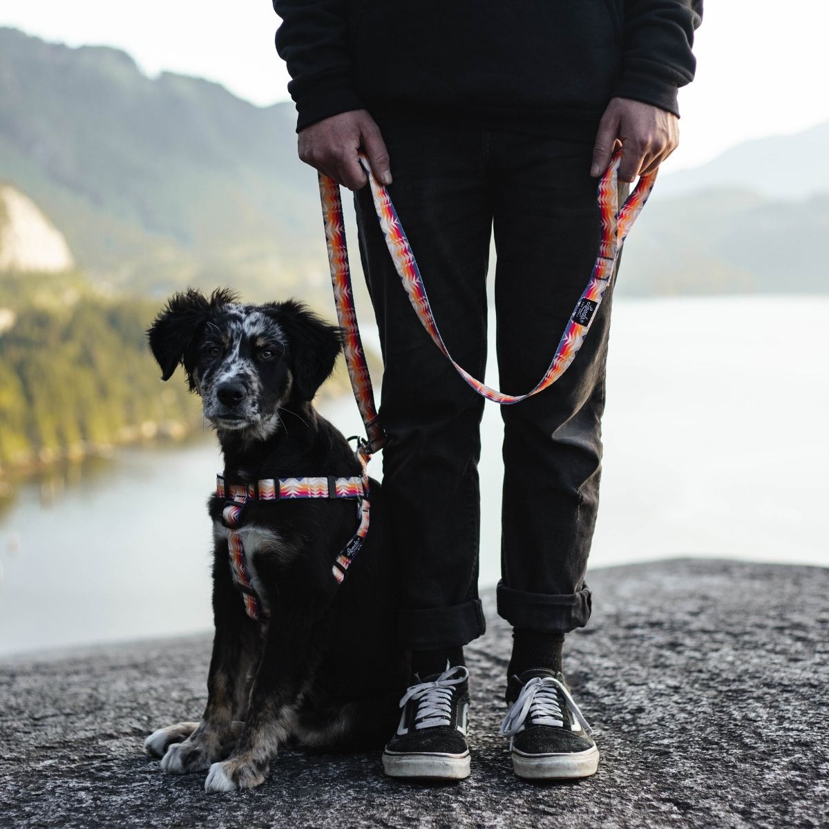 犬用リード リーズドッグサプライ(全24種類)/Leeds Dog Supply LEAD
