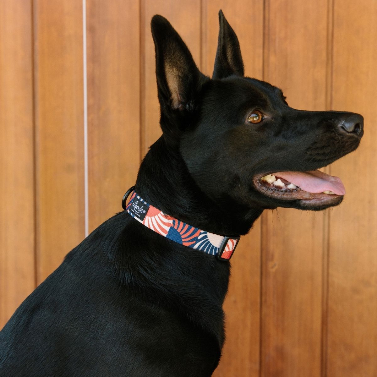 犬用首輪 リーズドッグサプライ(全21種類)/Leeds Dog Supply COLLAR