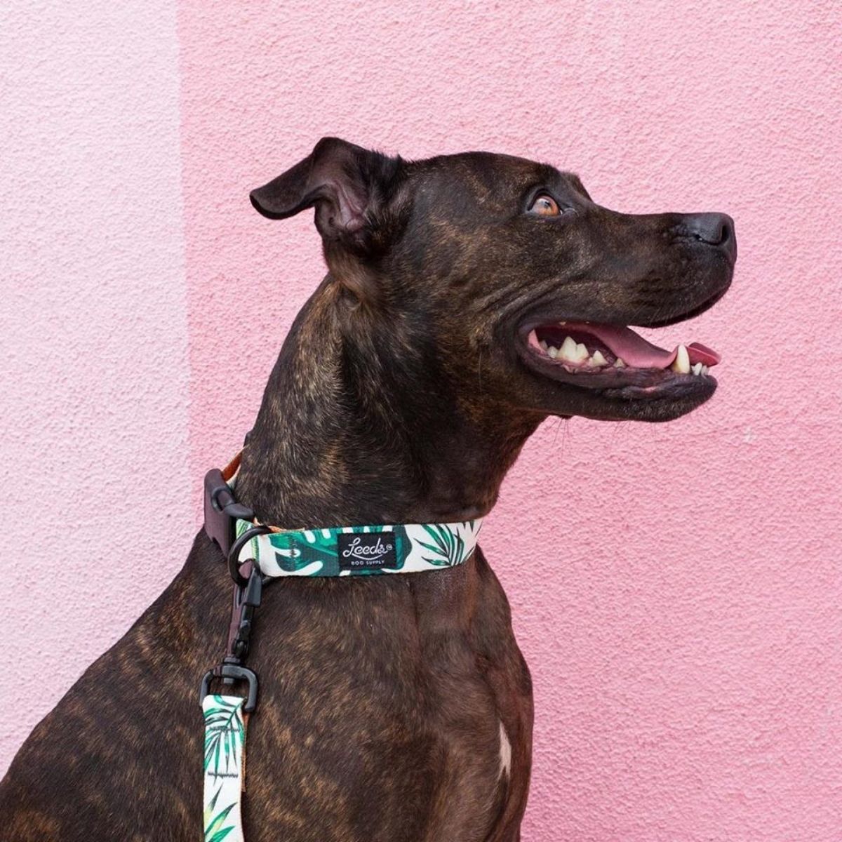 犬用首輪 リーズドッグサプライ(全21種類)/Leeds Dog Supply COLLAR