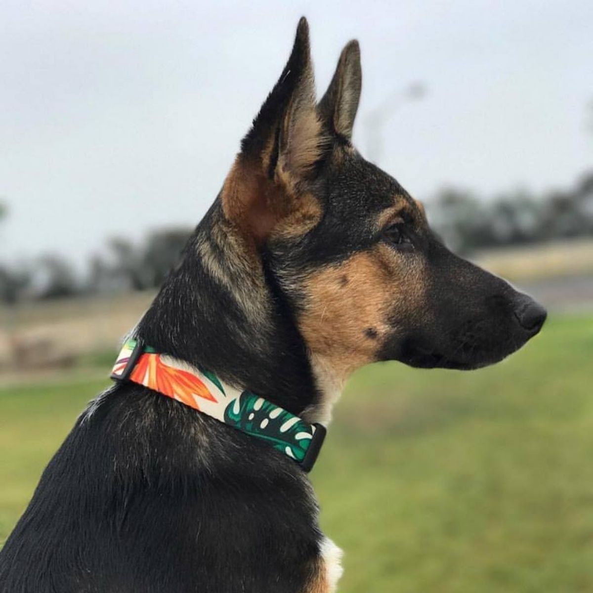 犬用首輪 リーズドッグサプライ(全21種類)/Leeds Dog Supply COLLAR