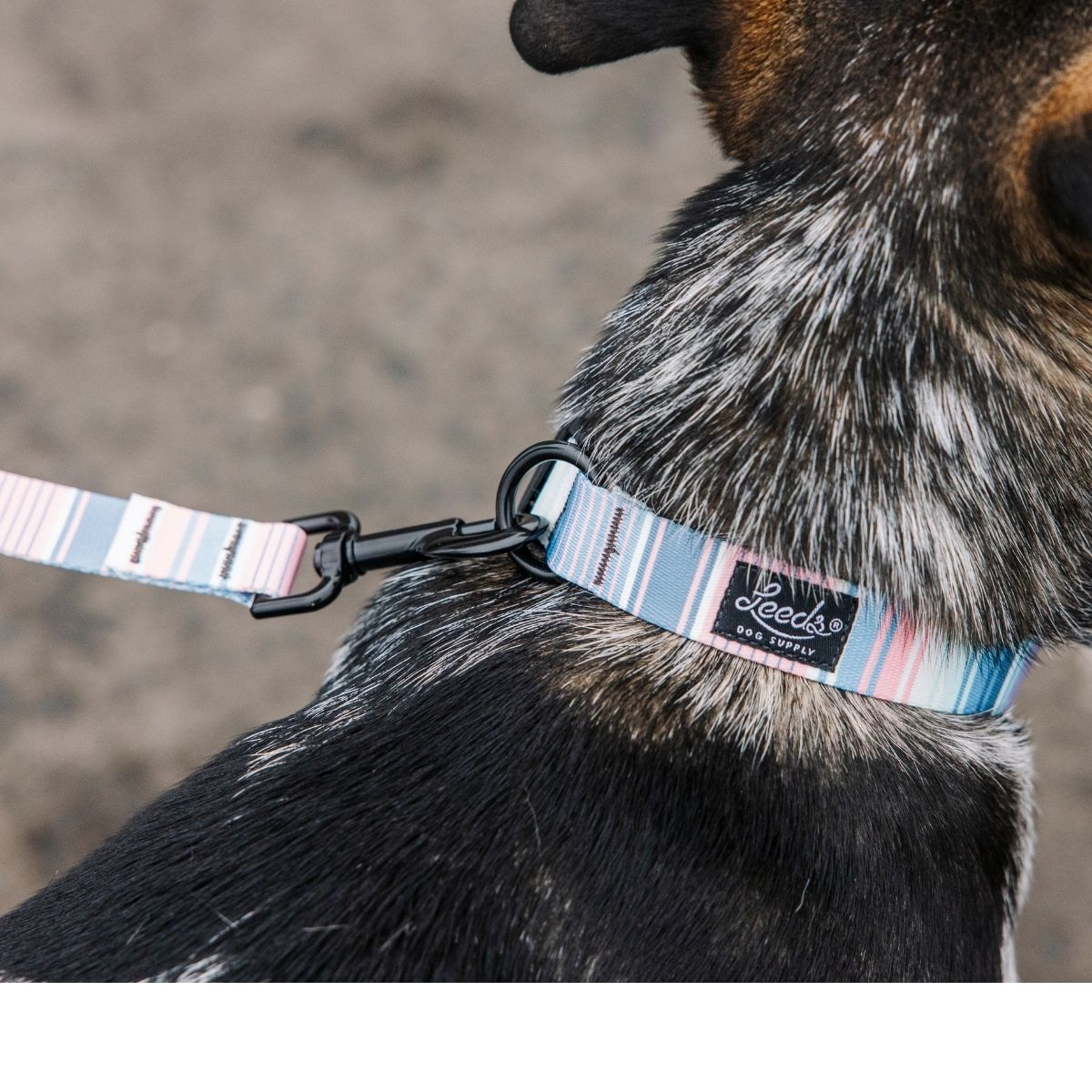 犬用首輪 リーズドッグサプライ(全21種類)/Leeds Dog Supply COLLAR