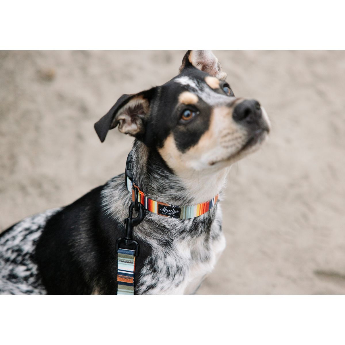 Leeds Dog Supply PONCHO リーズドッグサプライ ポンチョ｜おしゃれで快適な犬用品