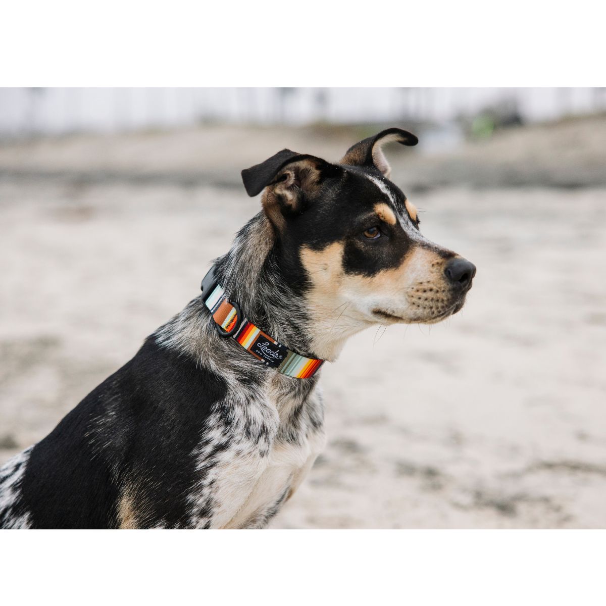Leeds Dog Supply PONCHO リーズドッグサプライ ポンチョ｜おしゃれで快適な犬用品