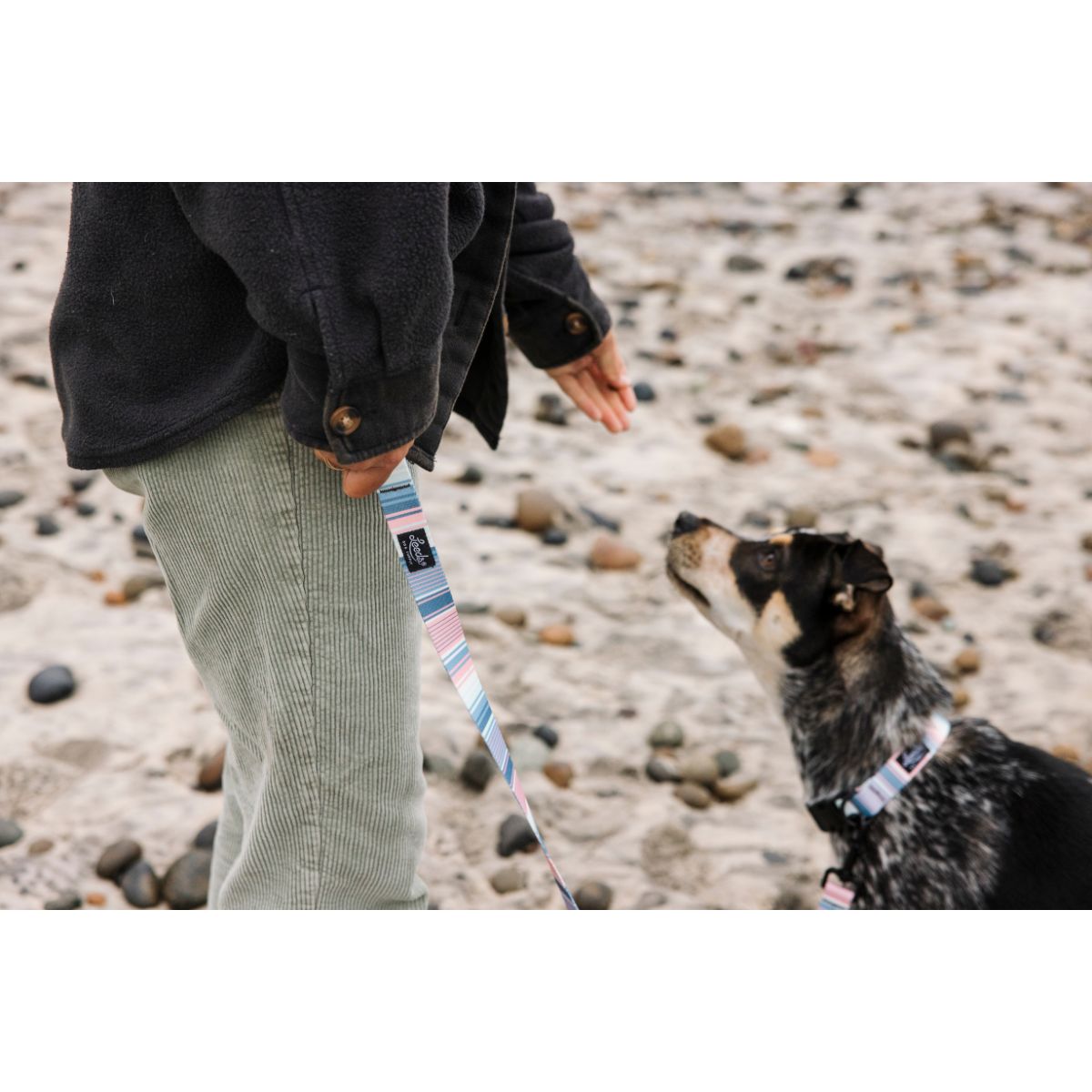 Leeds Dog Supply ZUMA リーズドッグサプライ ズーマ｜おしゃれで快適な犬用品