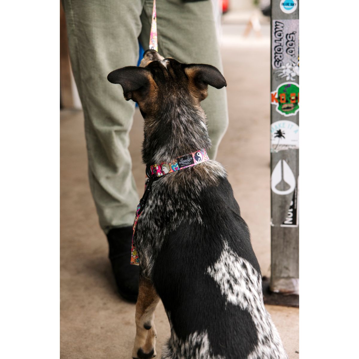 Leeds Dog Supply LUCKY リーズドッグサプライ ラッキー｜おしゃれで快適な犬用品