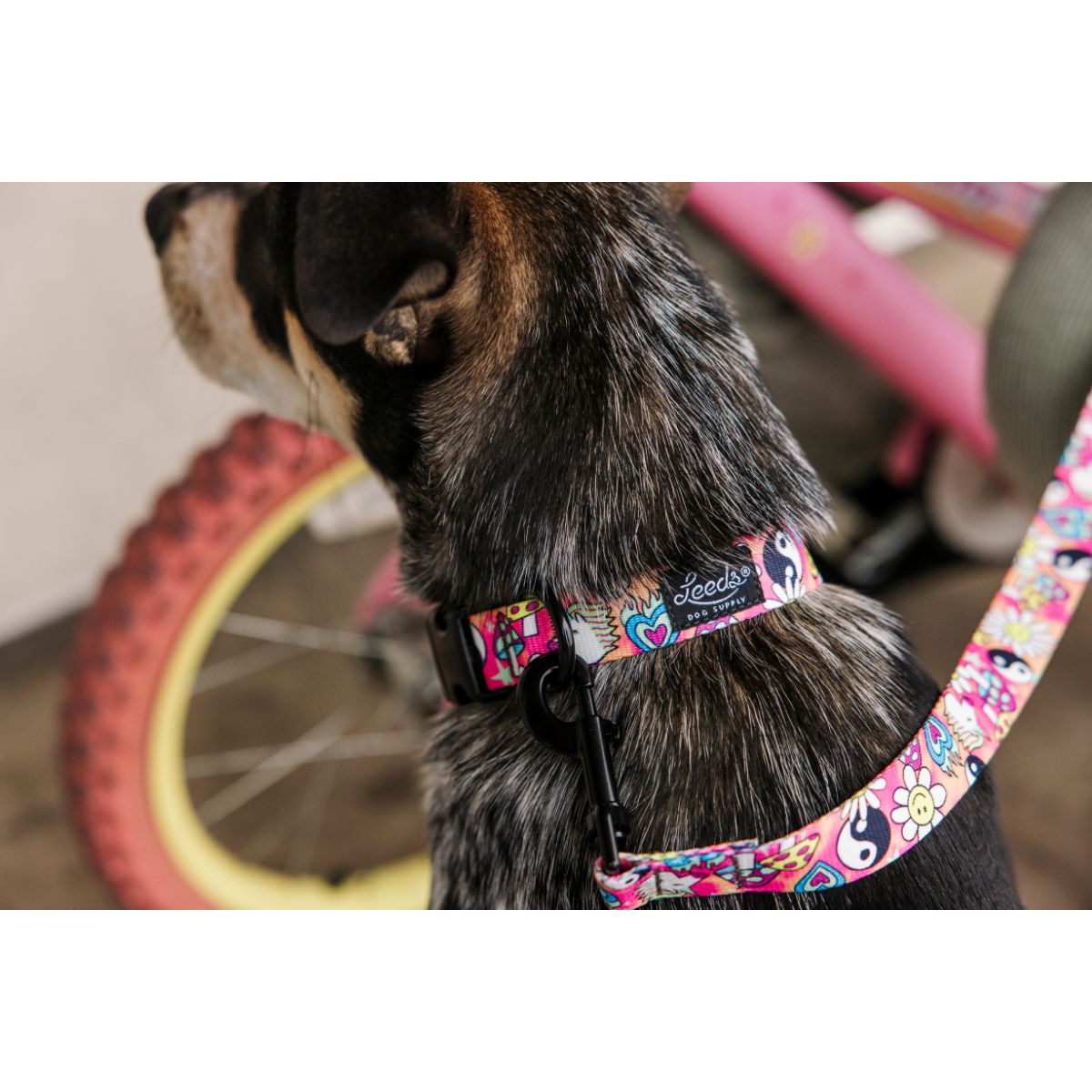 Leeds Dog Supply LUCKY リーズドッグサプライ ラッキー｜おしゃれで快適な犬用品