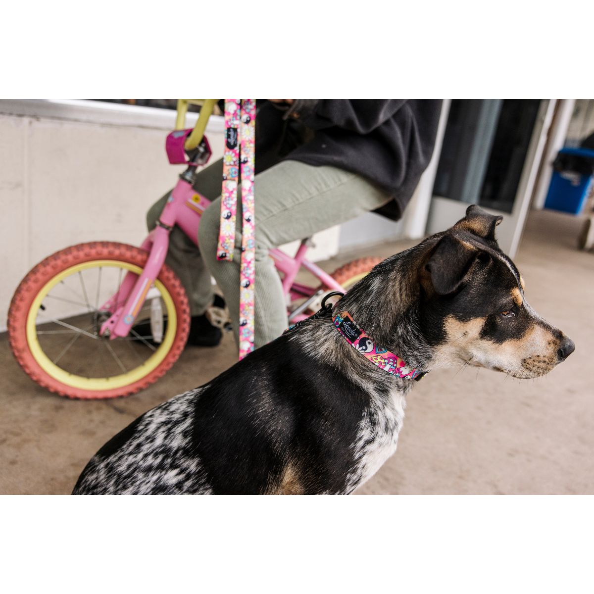 Leeds Dog Supply LUCKY リーズドッグサプライ ラッキー｜おしゃれで快適な犬用品