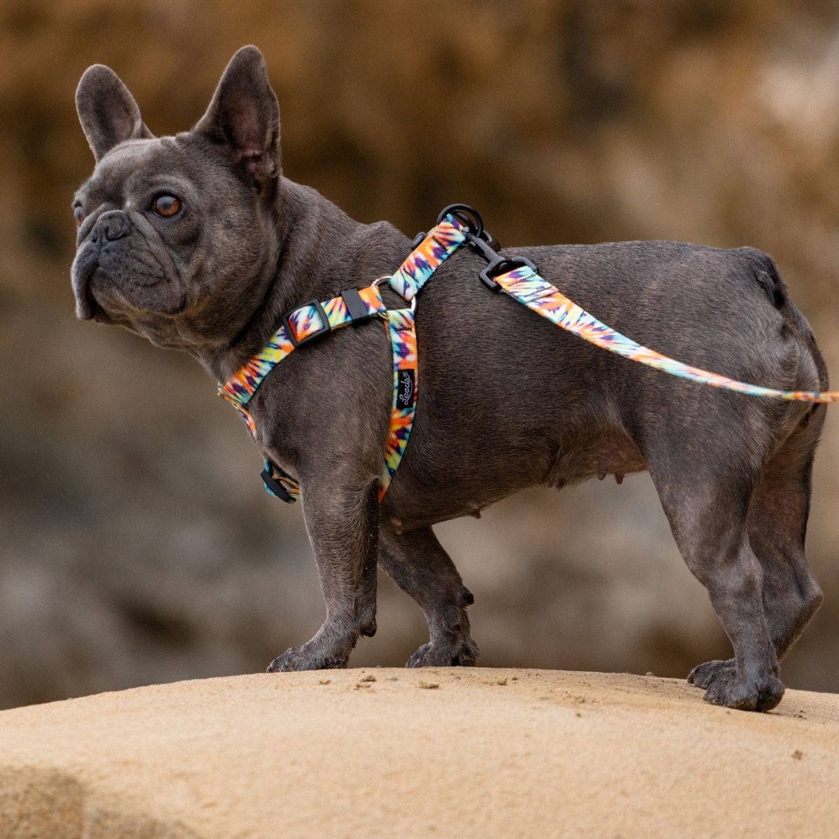 Leeds Dog Supply ASHBURY リーズドッグサプライ アシュブリー ｜おしゃれで快適な犬用品