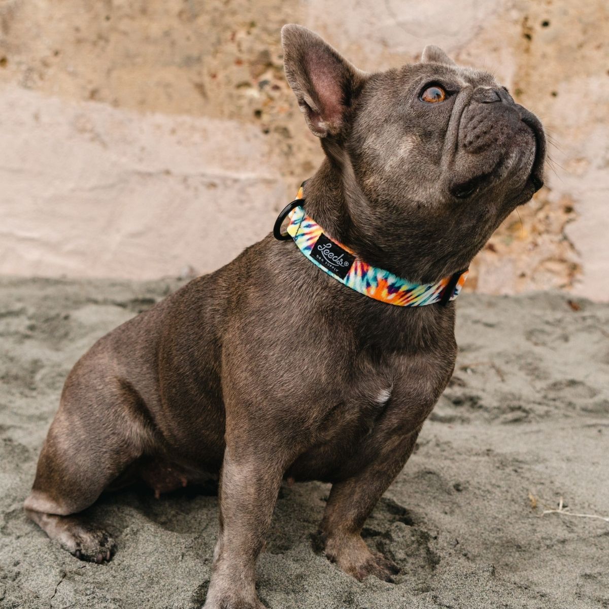 犬用首輪 リーズドッグサプライ(全21種類)/Leeds Dog Supply COLLAR