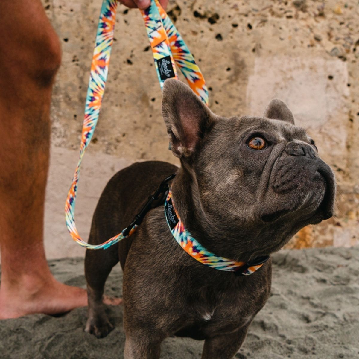 Leeds Dog Supply ASHBURY リーズドッグサプライ アシュブリー ｜おしゃれで快適な犬用品