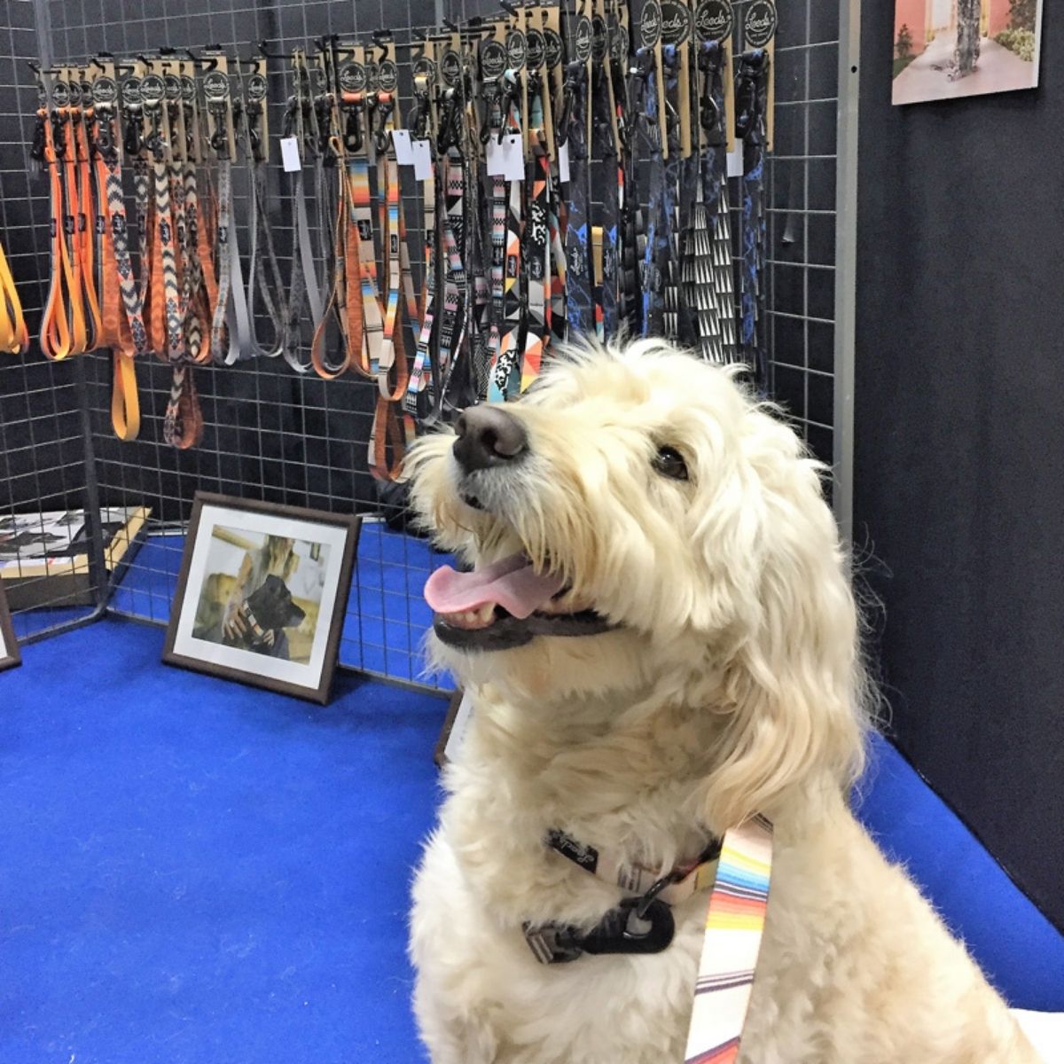 犬用リード リーズドッグサプライ(全24種類)/Leeds Dog Supply LEAD