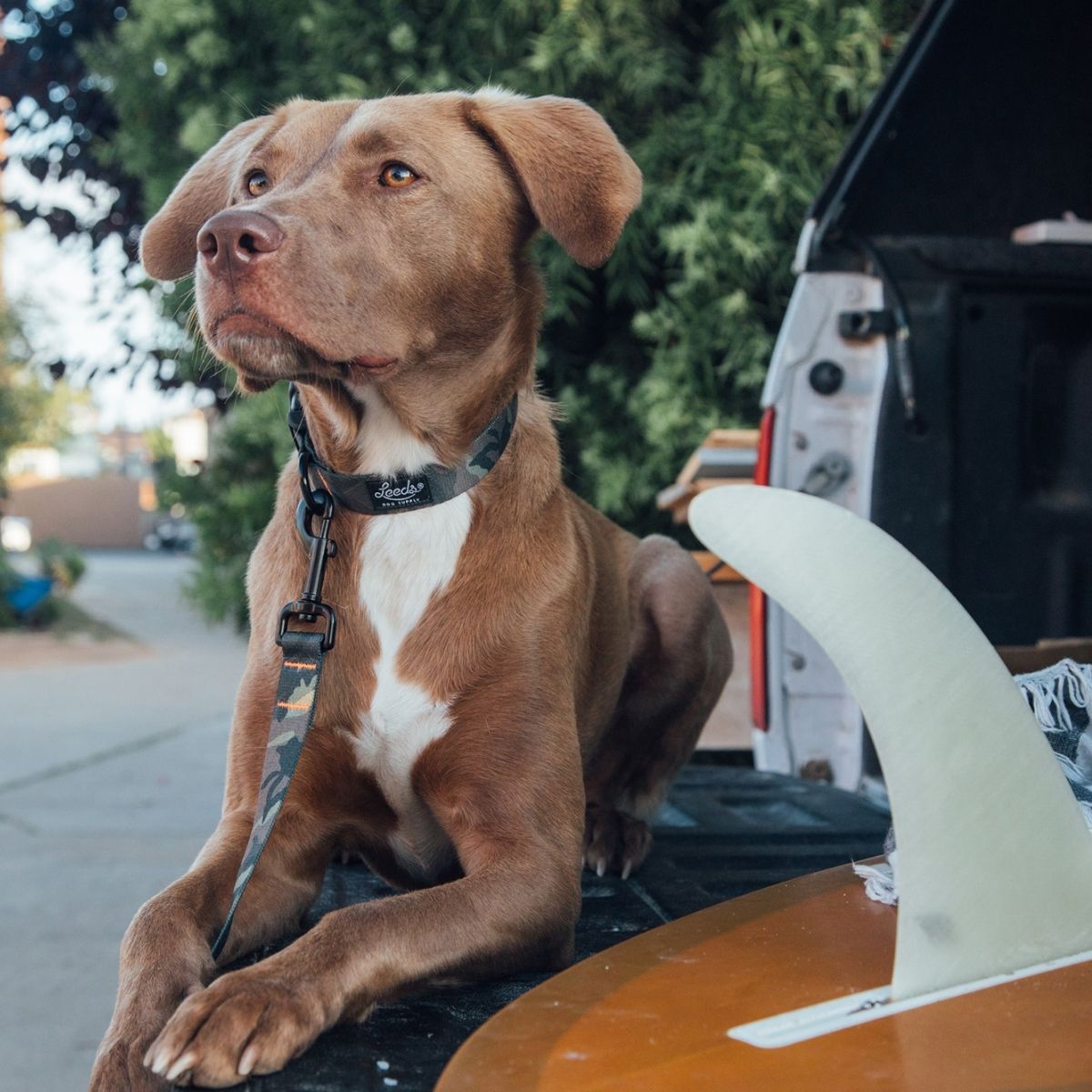 Leeds Dog Supply HANK リーズドッグサプライ ハンク ｜おしゃれで快適な犬用品