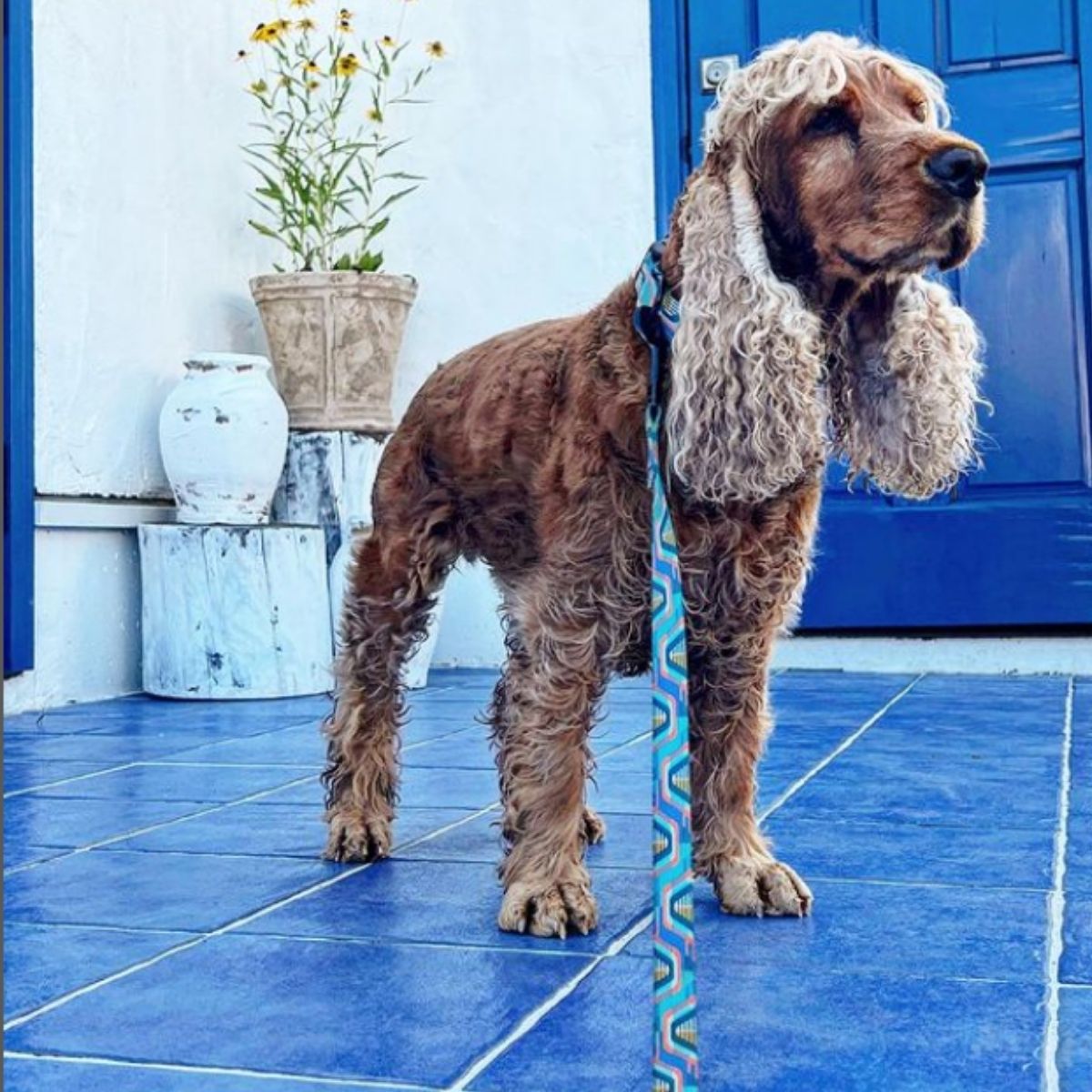 犬用リード リーズドッグサプライ(全24種類)/Leeds Dog Supply LEAD