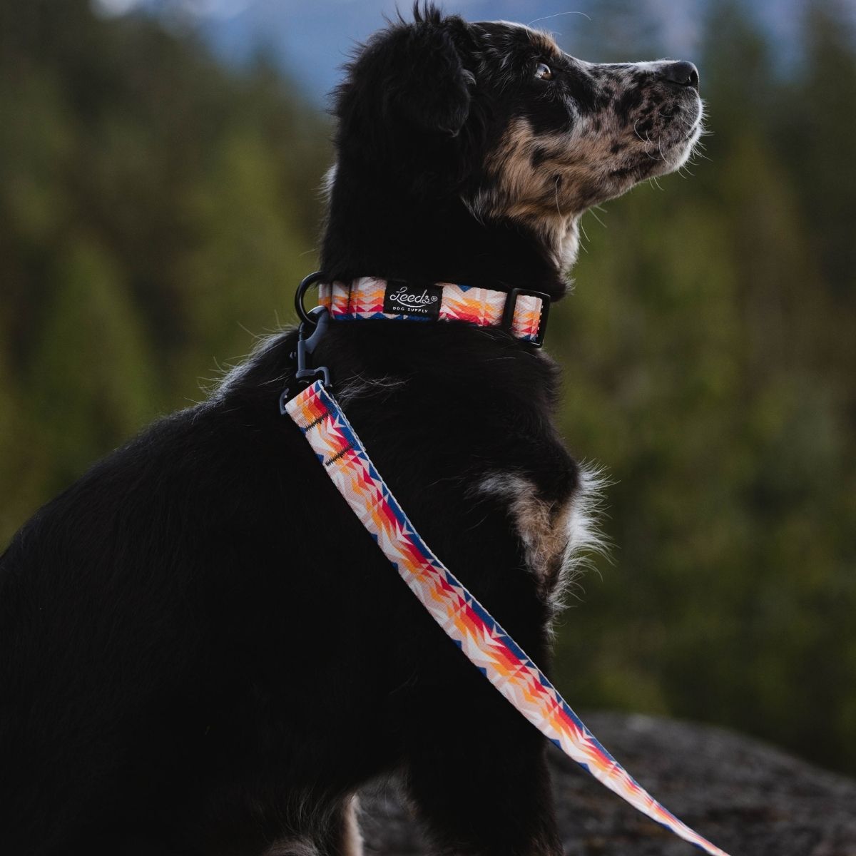 犬用リード リーズドッグサプライ(全24種類)/Leeds Dog Supply LEAD