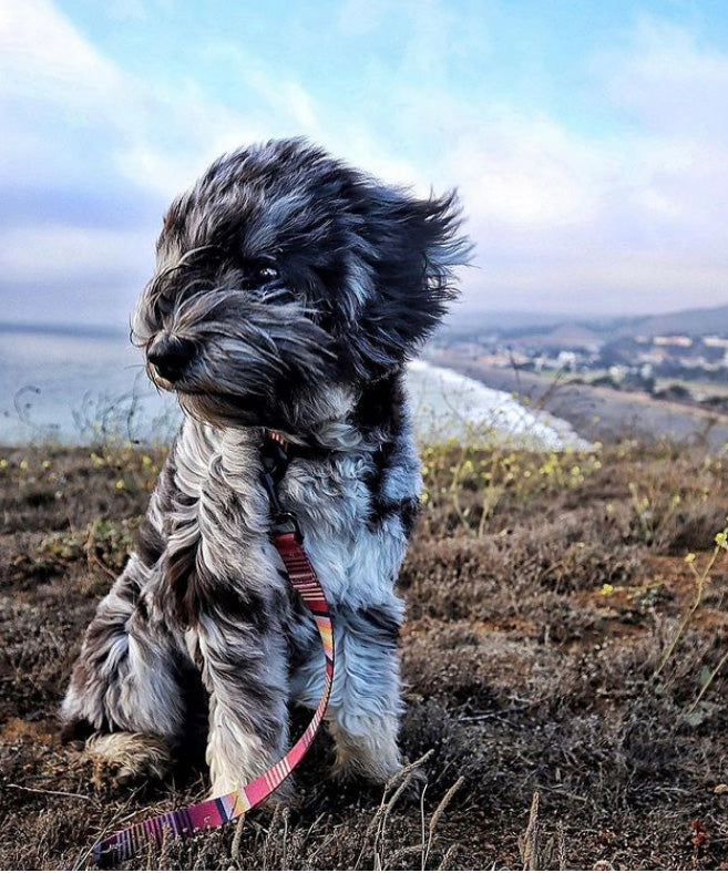 Leeds Dog Supply TOPANGA リーズドッグサプライ トパンガ｜おしゃれで快適な犬用品