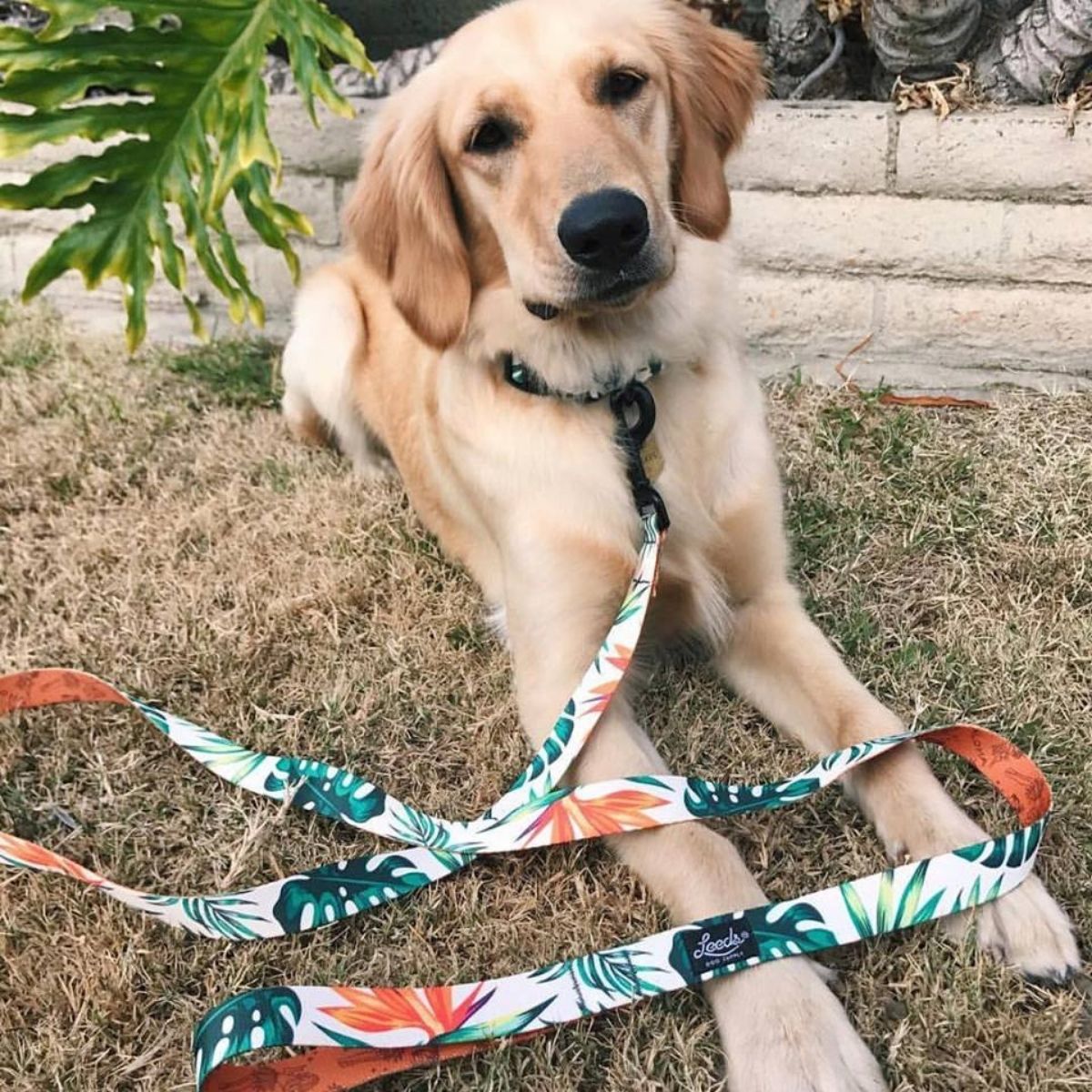 犬用リード リーズドッグサプライ(全24種類)/Leeds Dog Supply LEAD